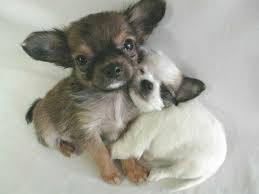cute dogs