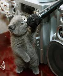 funny pictures of animals