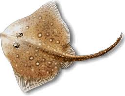 http://t2.gstatic.com/images?q=tbn:wy5OlKU4CUggyM:www.fnh.org/naturoscope/Faune/Poissons/Raie/Images/Raie1.jpg