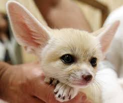 fennec foxes