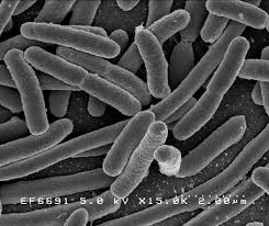 E.coli research