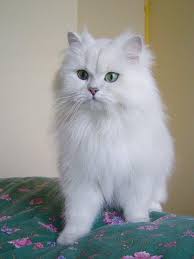 long hair cat breeds
