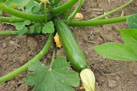 to do with a courgette.