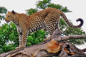 الحيوانات الصيادة Leopard_on_a_horizontal_tree_trunk