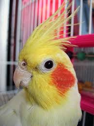 cockatiel species
