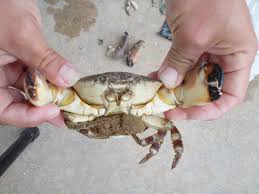 stone crab