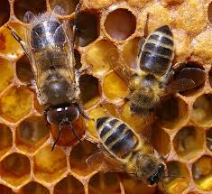 big bees