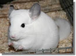 chinchilla pictures Pictures