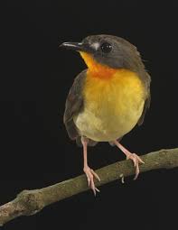 bird species pictures