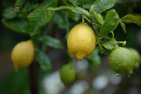 citrus lemon tree