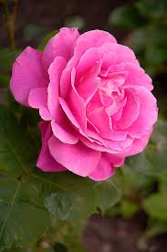 صور زهور  Pink-rose