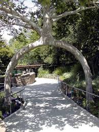 strange trees