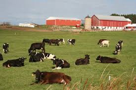 dairy farm