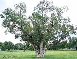 Melaleuca is an invasive