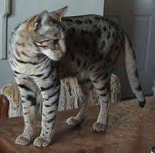 large cat breeds