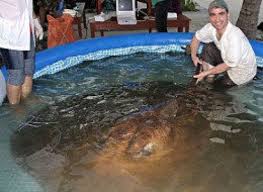 largest catfish pictures