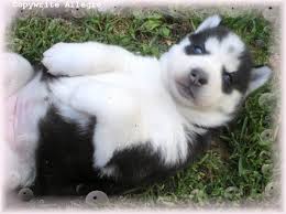 husky puppy