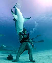 shark