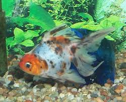 goldfish carassius auratus