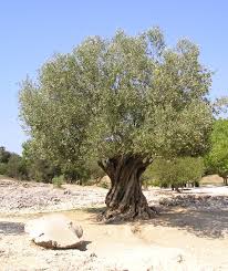 تغذية أشجار الزيتون OliveTree