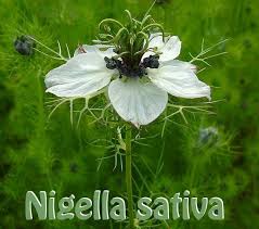 حبة البركة الحبة السوداء Nigella