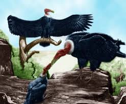 giant birds