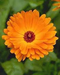 ادخلو واكتشفوا انواع الزهورفي العالم Calendula-officinalis1