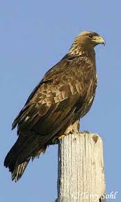 golden eagles pictures