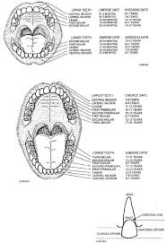 pictures tooth crown