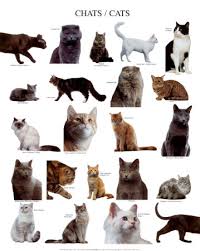 cats breeds