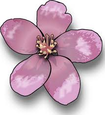 apple blossom clip art