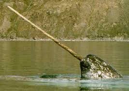 narwhals are