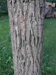 gypsy moth caterpillar pictures