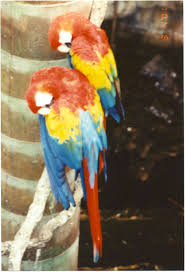 colorful birds photos