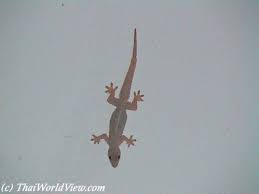 gecko lizards