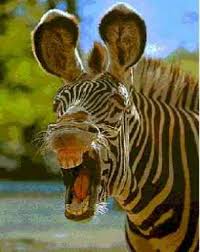 Zebra