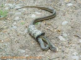 reptiles snakes