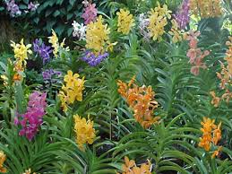 orchid gardening