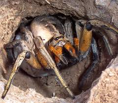 spiders photo