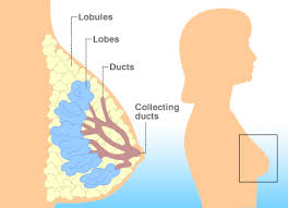   Breast cancer         سرطان الثدي