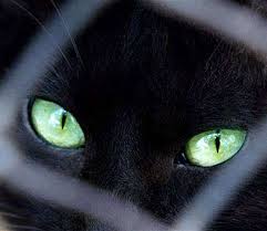 http://t2.gstatic.com/images?q=tbn:z68e0bPpKFFLxM:http://www.acaciabahrain.com/aboelezz/images/_54741_cats%255B1%255D.jpg