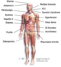 effects of marijuana
