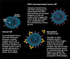 Genentechs Herceptin� was