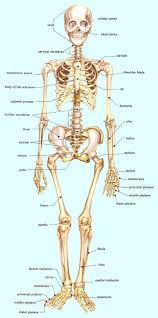 Human skeleton