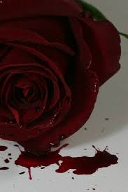 red black roses