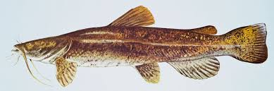 flathead catfish pictures