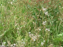 نباتات مفترسة (ما وراء الطبيعة) Wild_plants_flowers_6190174