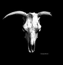 bull skulls