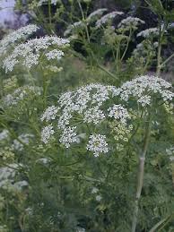 Poison Hemlock (Conium
