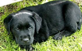 external image black_lab_puppy_tide1c.jpg